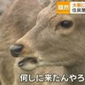 Фото профиля ゲンチー(なんだてめぇ)