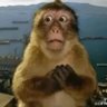 鳄鱼小弟 profil fotoğrafı