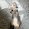 Zeyan profil fotoğrafı