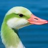 Фото профиля きのえどり