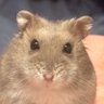 モネネロノノ 的头像
