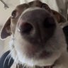 Strider's profile picture
