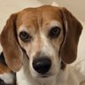HenryTheBeagle's profile picture