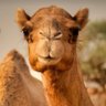 MSK profil fotoğrafı