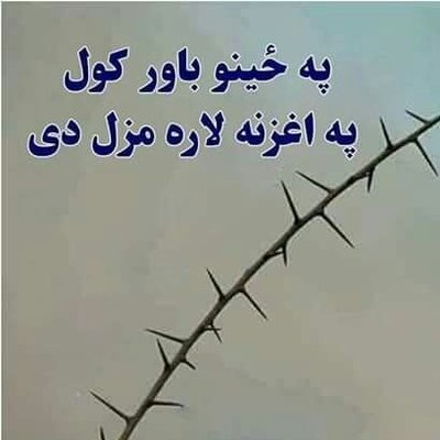 پختون ھلک's profile picture