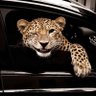 Sun野 profil fotoğrafı