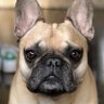 DaddioFio profil fotoğrafı