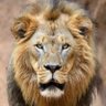 K.N profil fotoğrafı