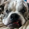 Фото профиля Bulldog Dad