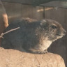Hyraxing / ハイラクシング @毎週和訳動画投稿 的头像