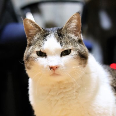 corollaGT2000's profile picture