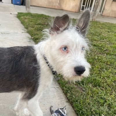 MlDNlGHT_ROSE's profile picture