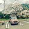 香桜里's profile picture
