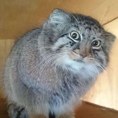 cubiminx's profile picture