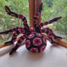 Die dickste Spinne im Netz (Riesiches Viech) profil fotoğrafı