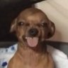Profilbild von Rhyno