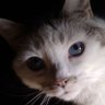 AnnASterne's profile picture