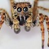 Spidey Sense profil fotoğrafı