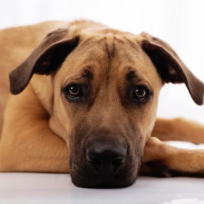 ALBERTOJOSEGAR4's profile picture