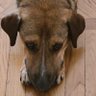 Benjy profil fotoğrafı