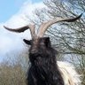 Fynboy_Billy🐐 profil fotoğrafı