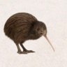 Kiwi da Nova Zelândia's profile picture