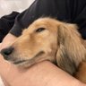 犬's profile picture