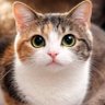 Фото профиля ねこづくし/Cat Heaven