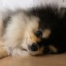 A_zul 的头像