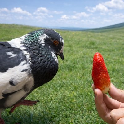 ぽぅぽぅのいる世界🐦's profile picture