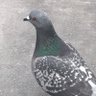 にか's profile picture