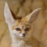 Iris profil fotoğrafı