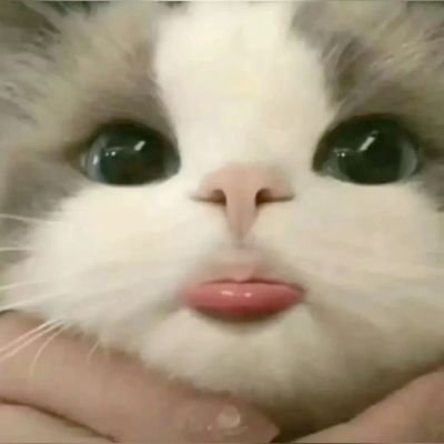 Nisa_SNS026's profile picture