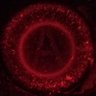 Profilbild von Jahangir03tj
