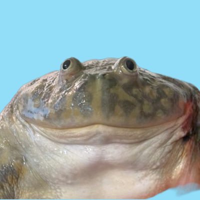 でっかいカエル's profile picture