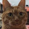LiuGuchen's profile picture