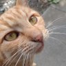 ぼくボブ🌻 profil fotoğrafı