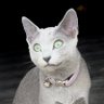 Leivine 👀🌺 profil fotoğrafı