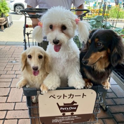 KINACOtoAZUKI's profile picture