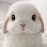 shirato's profile picture