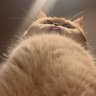 Profilbild von Il Gatto Rotondo