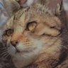 🍜のらねこ🍡's profile picture