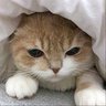 てぃっきー4866🌟's profile picture