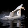黑天鹅 profil fotoğrafı