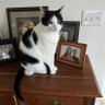Simon Says profil fotoğrafı