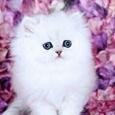 CatWhite_3's profile picture