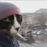 Фото профиля ElgatoVolador