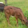 Bosco N Rutabanzibwa's profile picture