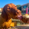 Indoda Enamaphutha profil fotoğrafı