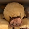 shiba profil fotoğrafı